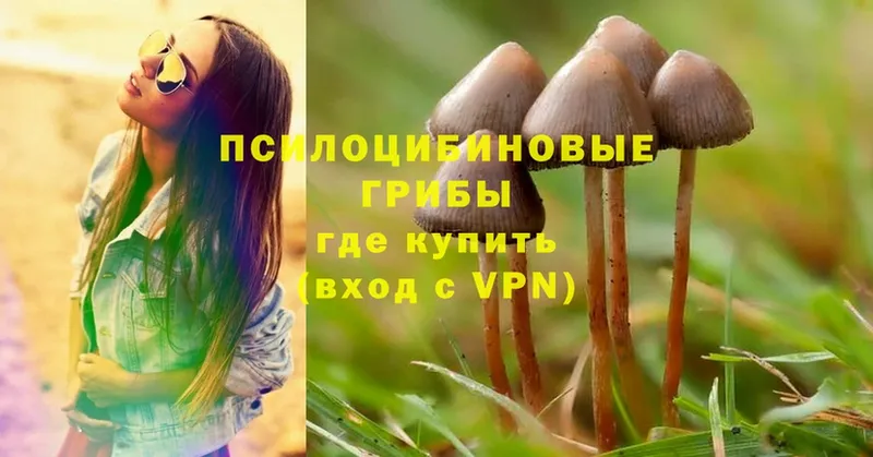 Псилоцибиновые грибы Psilocybe  Дмитров 